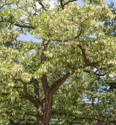 Agát biely 500 kusov